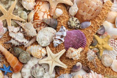 Deniz kabuğu arka plan