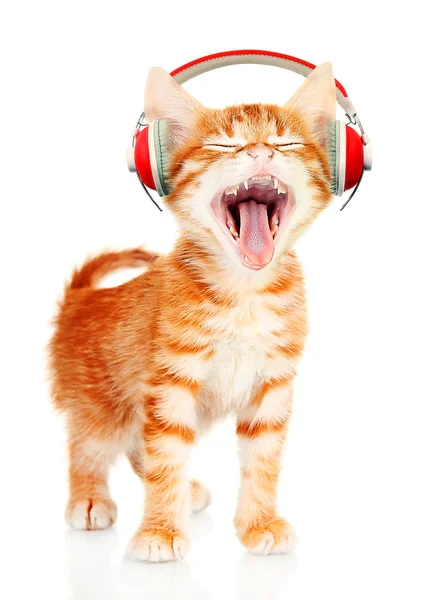 Vacker katt med hörlurar isolerade — Stockfoto