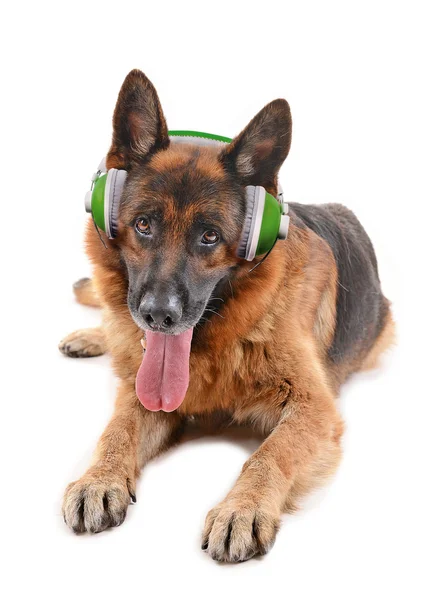 Lindo perro con auriculares aislados — Foto de Stock