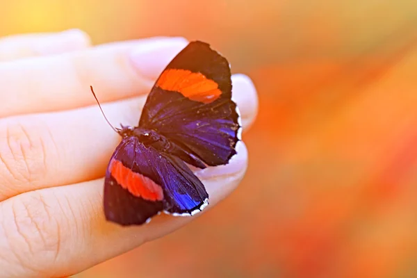 Hermosa mariposa sentada en la mano — Foto de Stock