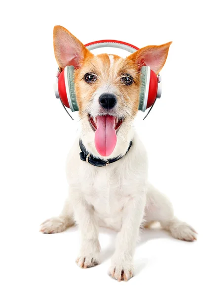 Lindo perro con auriculares aislados — Foto de Stock