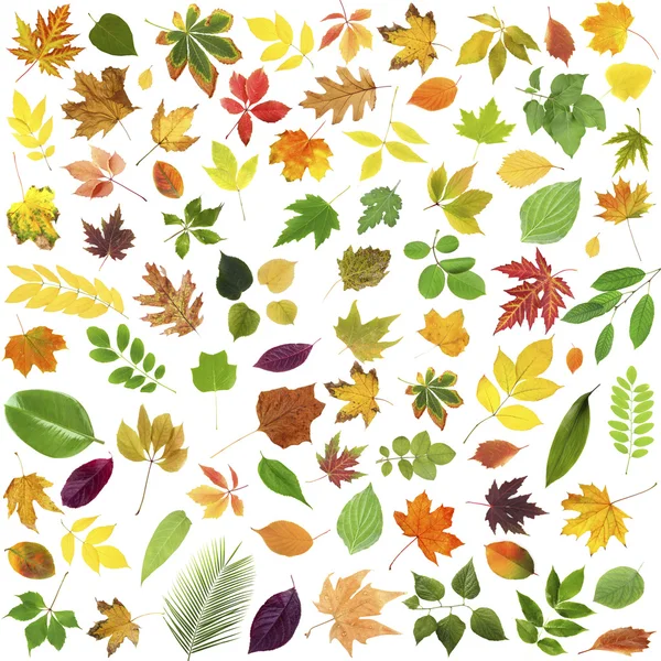 Different colorful leaves — Stock Photo, Image