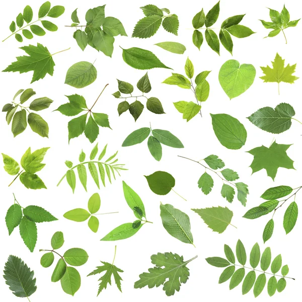 Folhas verdes diferentes — Fotografia de Stock
