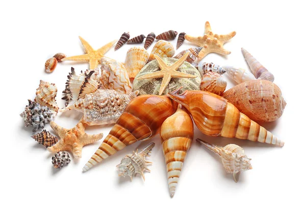 Seashells isolated on white background — Stock Photo, Image