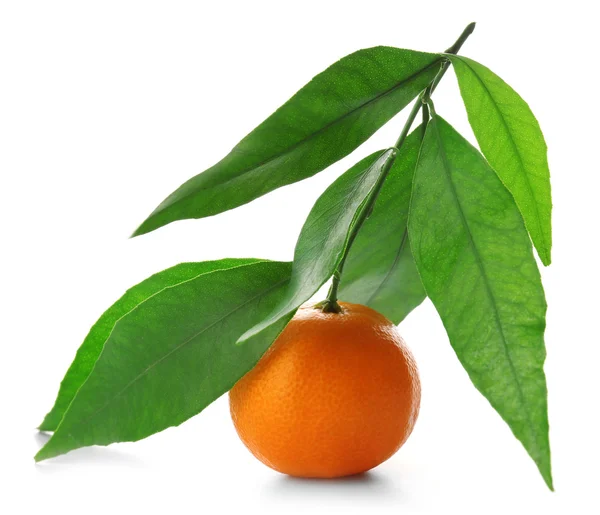 Rijpe mandarijn met groene bladeren — Stockfoto