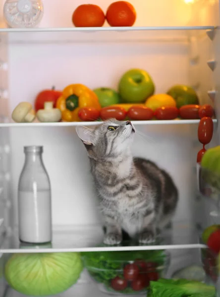 Gato mirando salchichas — Foto de Stock