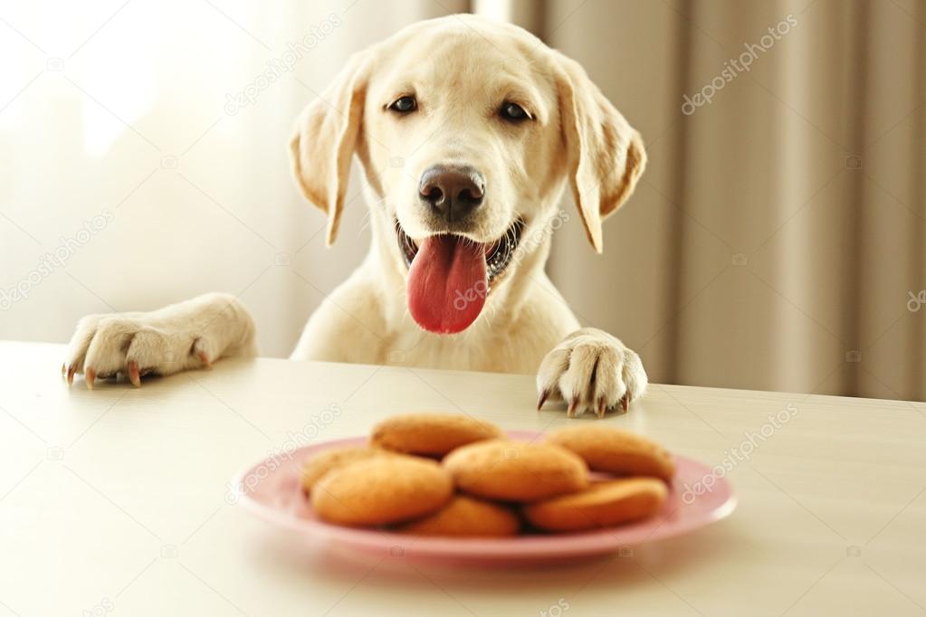 Labrador dog and cookies