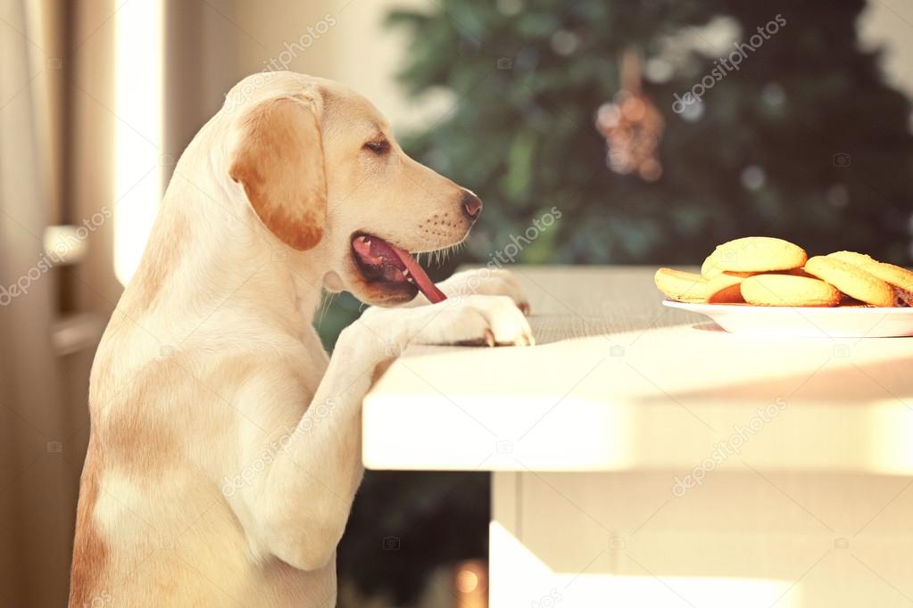 Cute Labrador dog and cookies