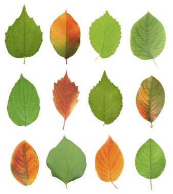Farklı renkli yaprakları