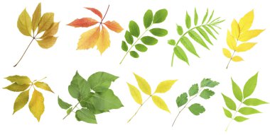 Farklı renkli yaprakları