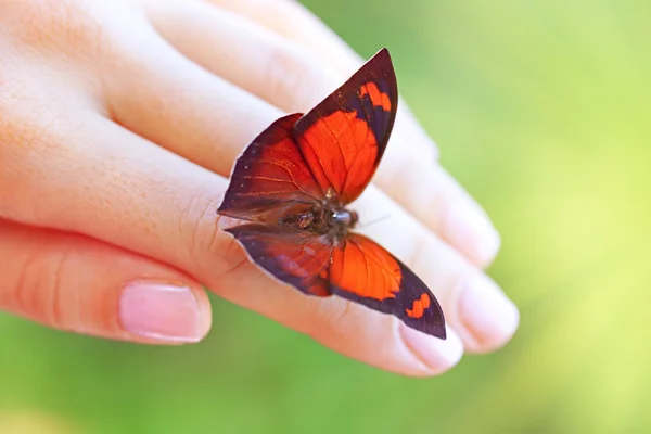 Mariposa sentada en la mano femenina — Foto de Stock