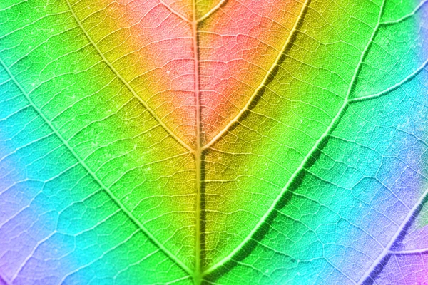 Multicolor vers blad — Stockfoto