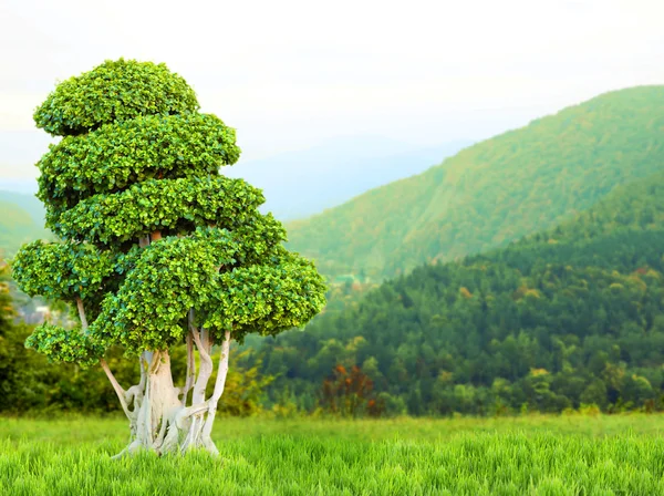 아름 다운 bonsai 나무 — 스톡 사진