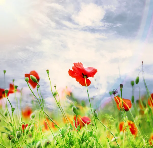 Bellissimi papaveri nel campo — Foto Stock