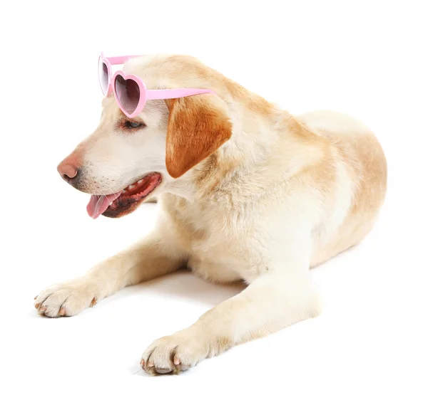 dog visors sunglasses