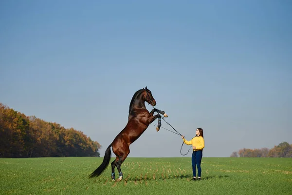 Ung Kvinna Och Vacker Trollhingst Som Växer Upp Fält Utomhus — Stockfoto