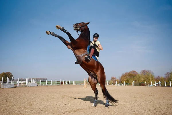 屋外のパドックで育った若い女性と美しいソレル種牡馬 コピースペース 馬術競技 — ストック写真