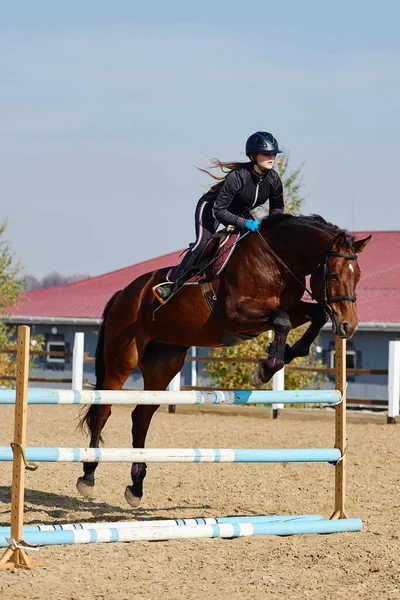 茶色の馬の若い馬の女性が屋外で障害物を克服し スペースをコピーします 馬術競技 ジャンプ — ストック写真