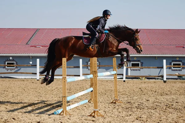 茶色の馬の若い馬の女性が屋外で障害物を克服し スペースをコピーします 馬術競技 ジャンプ — ストック写真