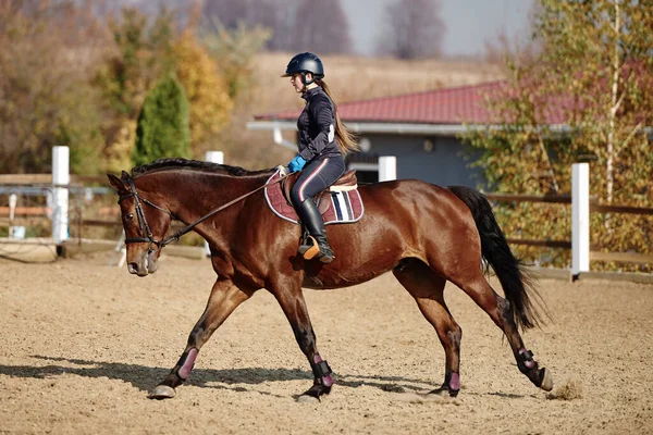 Jovem Cavaleira Montando Cavalo Marrom Paddok Livre Espaço Cópia Desporto — Fotografia de Stock