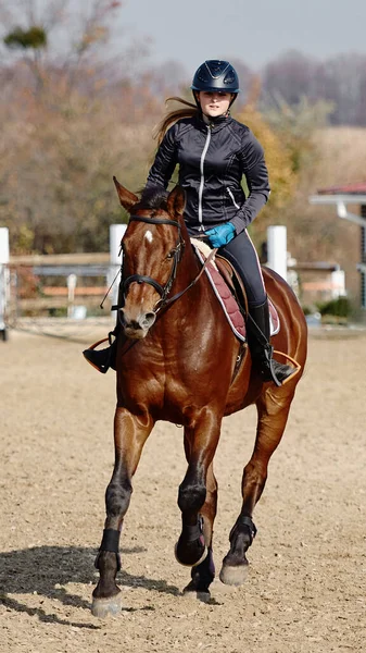 若い馬の女性パドック屋外で茶色の馬に乗って スペースをコピーします 馬術競技 — ストック写真