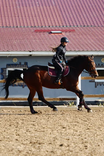 Jovem Cavaleira Montando Cavalo Marrom Paddok Livre Espaço Cópia Desporto — Fotografia de Stock