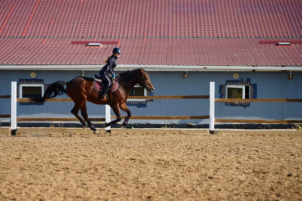 若い馬の女性パドック屋外で茶色の馬に乗って スペースをコピーします 馬術競技 — ストック写真