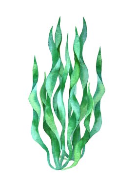 Yeşil Deniz yosunları suluboyayı tasarım elementleri olarak bırakır. El çizimi stili. Kızıl deniz bitkileri. Beyaz arkaplanda izole.