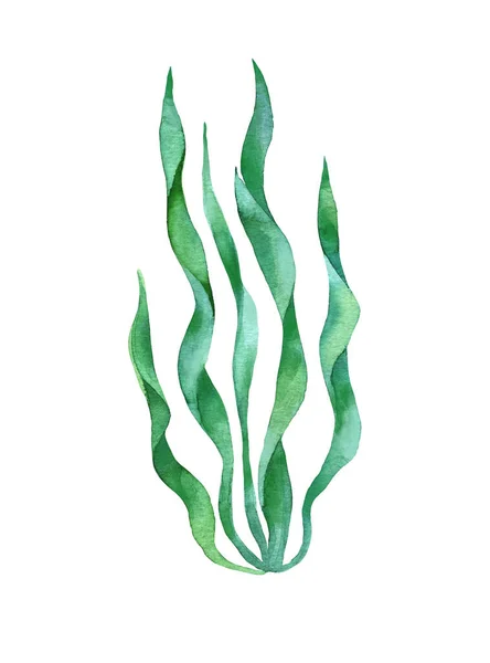 Green Seaweeds Deja Acuarela Como Elementos Diseño Estilo Dibujado Mano —  Fotos de Stock