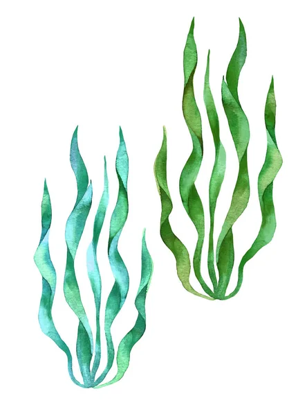 Alghe Verdi Lasciano Acquerello Come Elementi Design Stile Disegnato Mano — Foto Stock