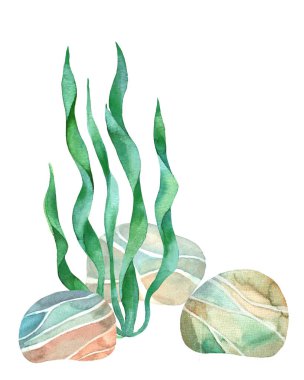 Deniz çakıl taşları ve yosunlar suluboya. Deniz taşları renkli. Deniz taşları. El çizimi resim. Deniz altı geçmişi.