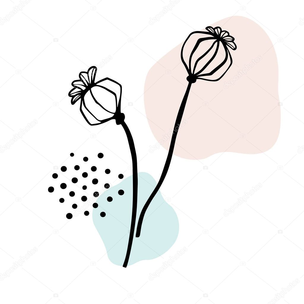 Papaver design. Poppy flower seed head line sketch. Hand drawn illustration. Line art. Tatoo art. Vector background on colourful blobs.