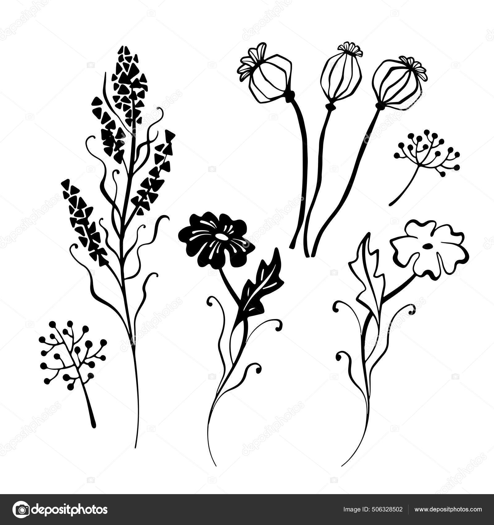 以花卉和干草为设计元素的花卉套件手绘草图风格线条艺术水墨画白色的植物学插图孤立无援黑白矢量背景图库矢量图©Elenavic 506328502, image size:1600x1700