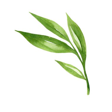Yeşil yapraklar, tasarım elementi olarak suluboya. El çizimi stili. Beyaz arkaplanda izole
