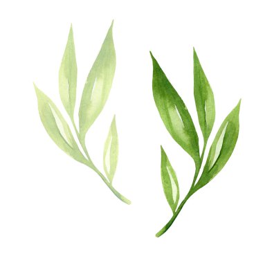 Yeşil yapraklar, tasarım elementi olarak suluboya. El çizimi stili. Beyaz arkaplanda izole