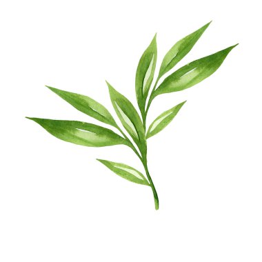 Yeşil yapraklar, tasarım elementi olarak suluboya. El çizimi stili. Beyaz arkaplanda izole