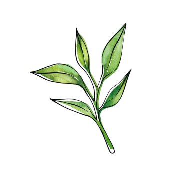 Çay, suluboyayı tasarım elementi olarak bırakır. Eldeki yeşil çay dalı suluboya tarzında çizilmiş. Kağıt, tekstil ve ambalaj için çay arkaplanı