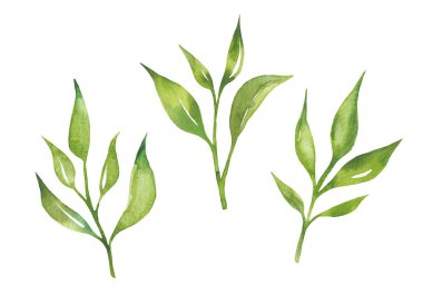Tea leaves watercolor as design element. Green tea branch in hand drawn watercolor style. Tea background for paper, textile and wrapping