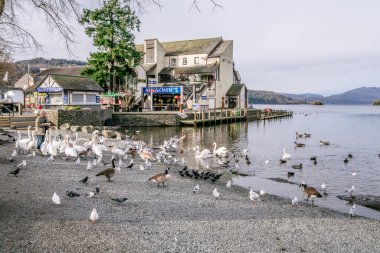 Bowness on Windermere, Cumbria, İngiltere - 01 Şubat 2021: Bowness Bay Windermere 'de Kuğu ve ördekleri besleyen turistler