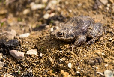 Kurbağa doğal kamuflaj ile
