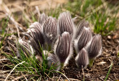 Pulsatilla patens yakın çekim