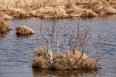 ağaçlar ile küçük bir ada