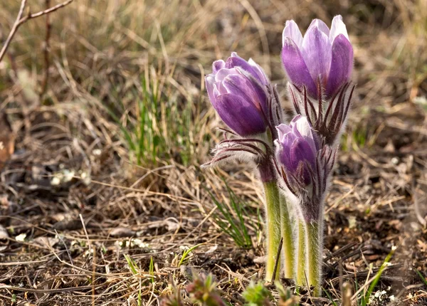 Pulsatilla patens - Primeiras flores de primavera Fotos De Bancos De Imagens
