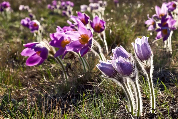 Primeiras flores de primavera — Fotografia de Stock