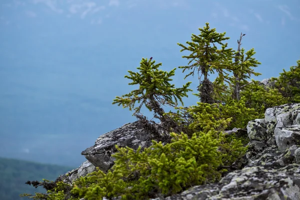 Sapins sur une pente — Photo