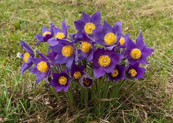 Um monte de flores de primavera — Fotografia de Stock