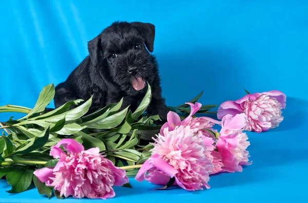 Miniature Schnauzer puppy among flowers