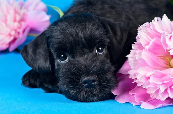 Miniatura Schnauzer cachorro entre flores Fotos de stock libres de derechos