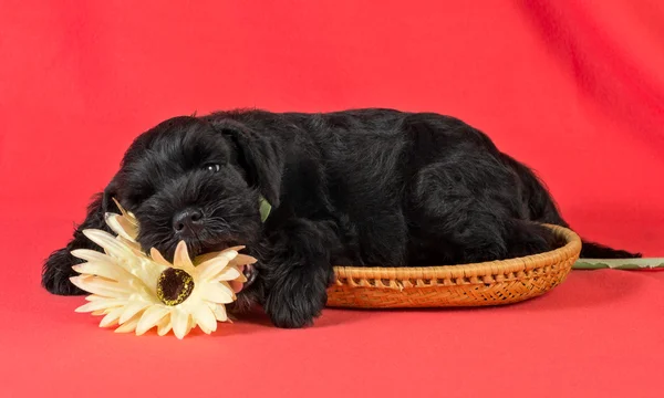 Miniatura Schnauzer cachorro durmiendo con flor Fotos de stock libres de derechos