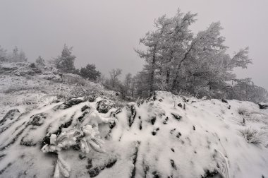 Donmuş ağaçlarla kışın manzarası